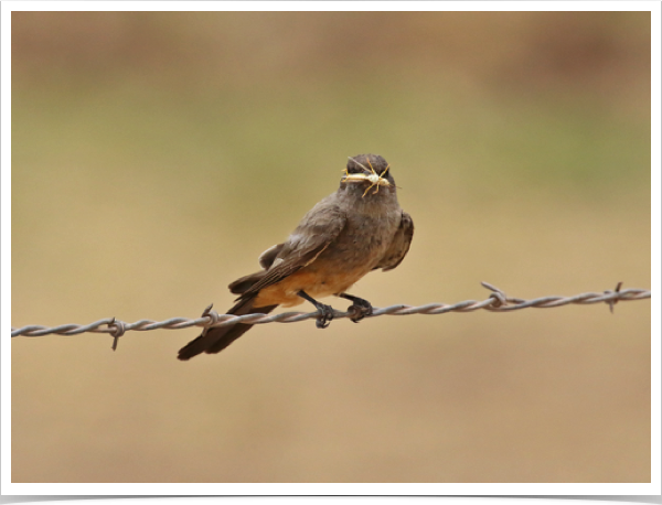 Say's Phoebe